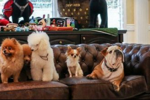 Ženski hotel: vip život s repom Ženski hotel: vip život s repom